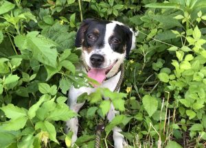 Dog of the Week: Rose