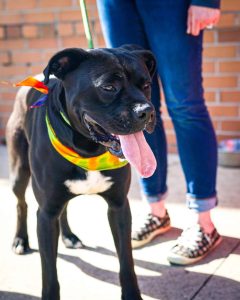 Dog of the Week: Jackson