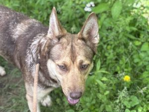 Dog of the Week: Joon