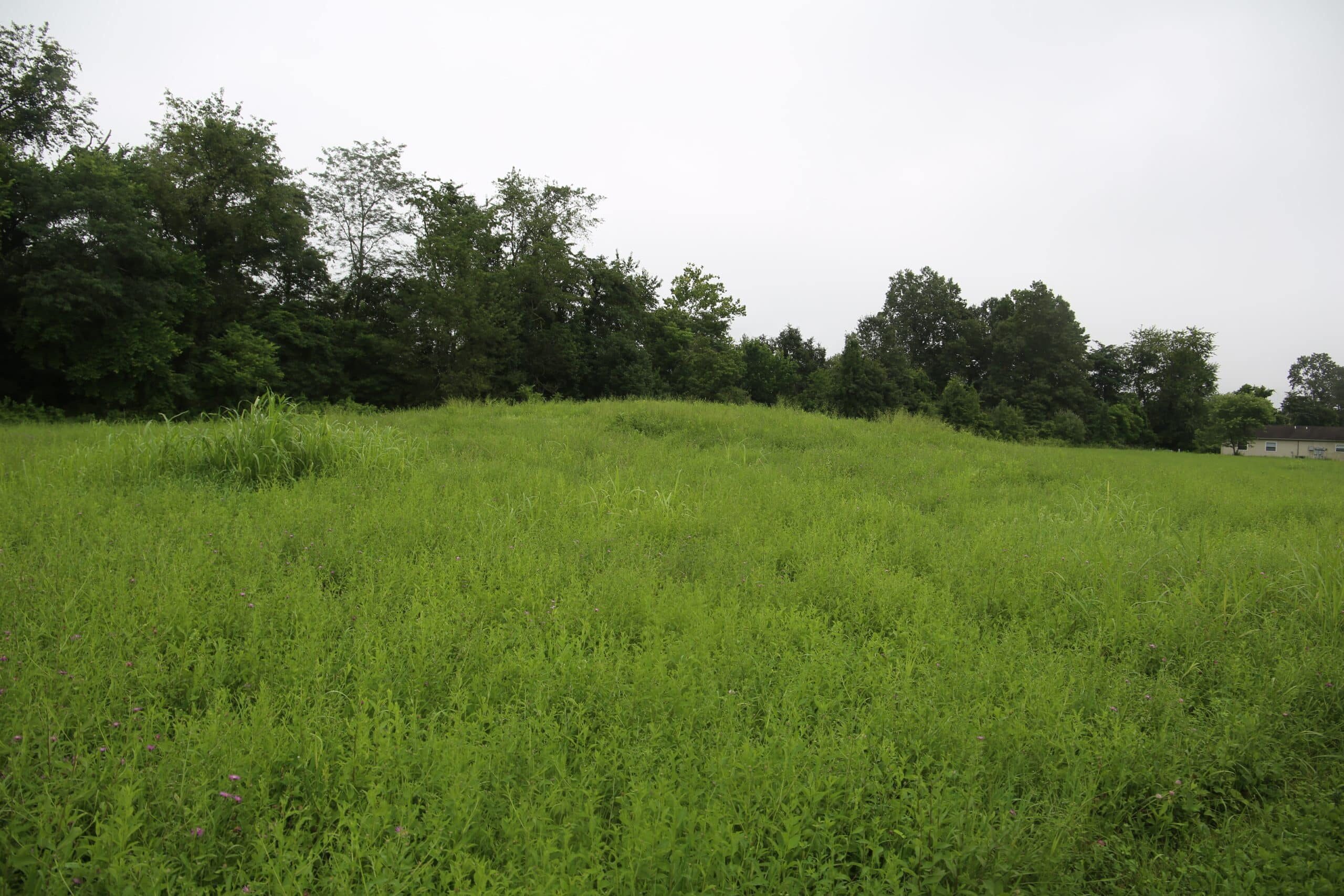Dorr Mound 2
