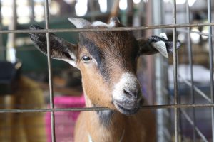 2025 Athens County Fair Results (Updated)