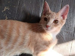 Cat of the Week: Baby Cat