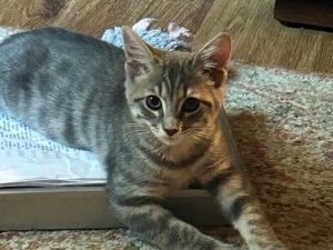 Cat of the Week: Peggy Hill