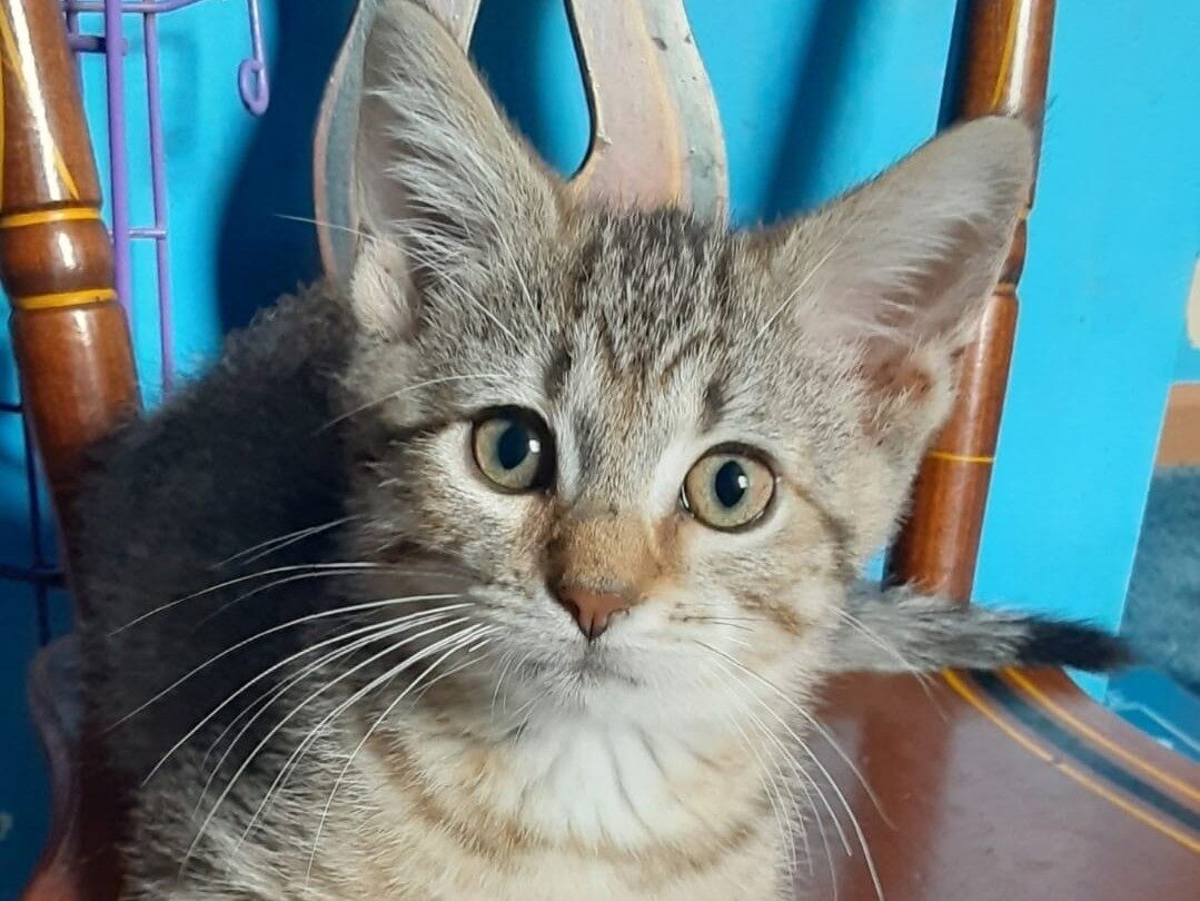 Cat of the Week: Teddy