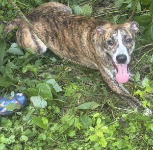 Dog of the Week: Kenna