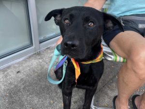 Dog of the Week: Jack