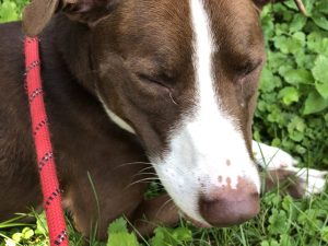 Dog of the Week: Murphy