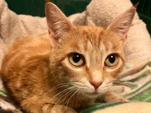 Cat of the Week: Sally