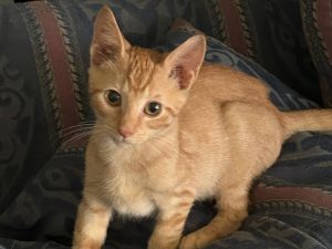 Cat of the Week: Cheddar