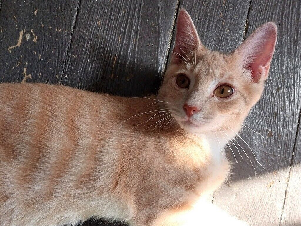 Cat of the Week: Baby Cat