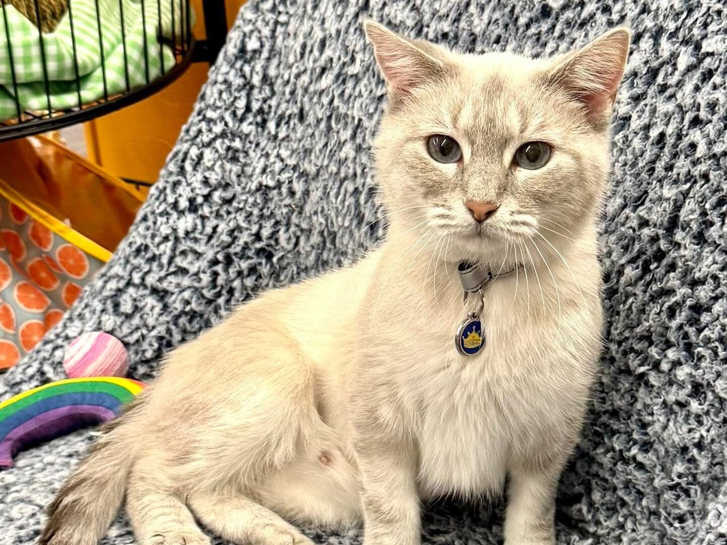 Cat of the Week: Boba