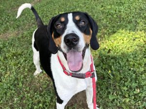 Dog of the Week: Links