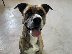 Dog of the Week: Boone