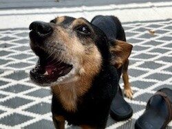 Dog of the Week: Edwin