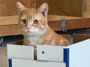 Cat of the Week: Peter