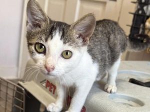 Cat of the Week: Sylvie