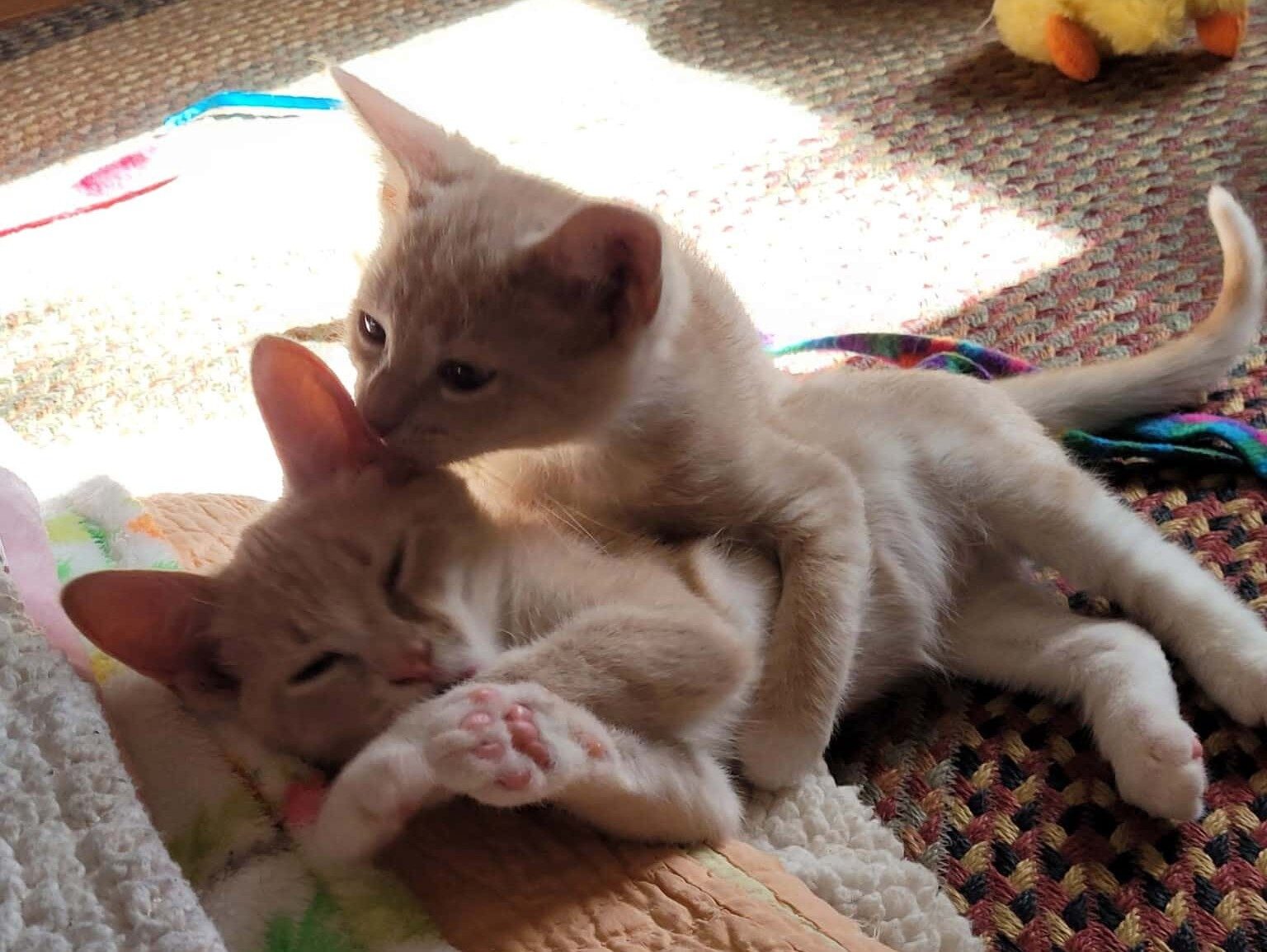 Cats of the Week: Saturn and Mercury