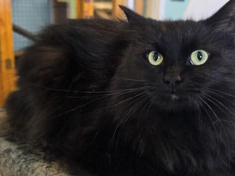 Cat of the Week: Jet