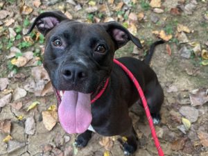 Dog of the Week: Truffle