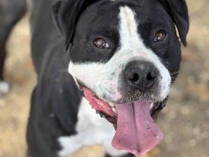 Dog of the Week: Cain