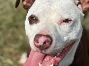 Dog of the Week: Chance