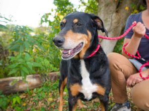 Dog of the Week: Elsa