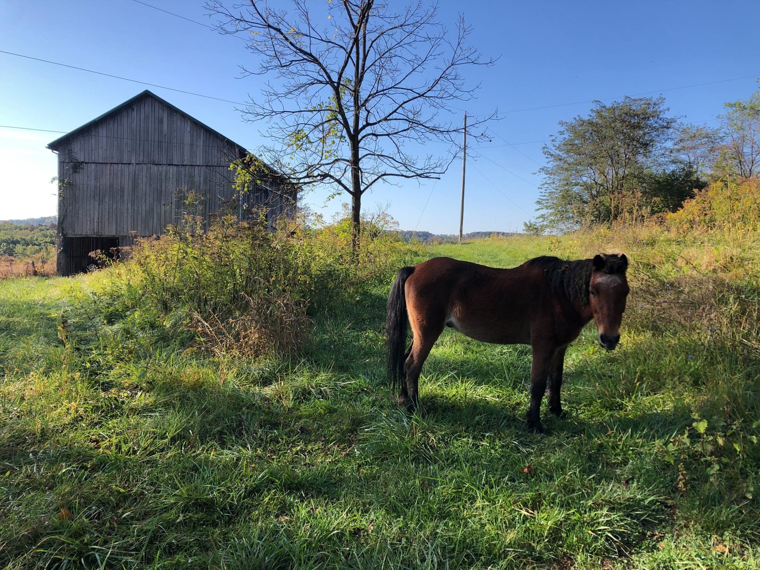 Horse in field with barn