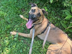 Dog of the Week: Bella