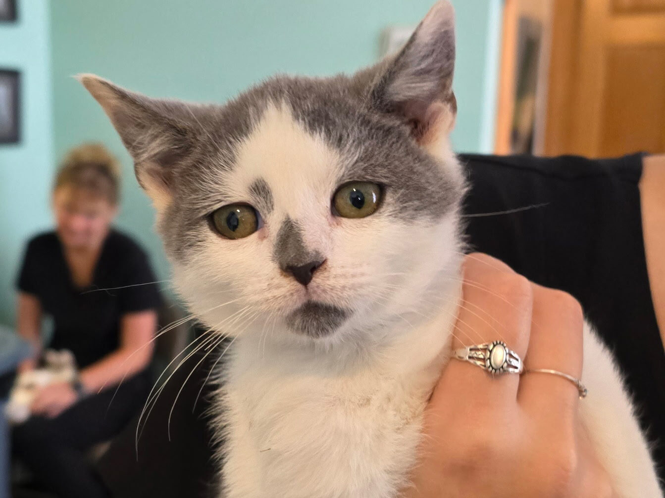 Cat of the Week: Pluto