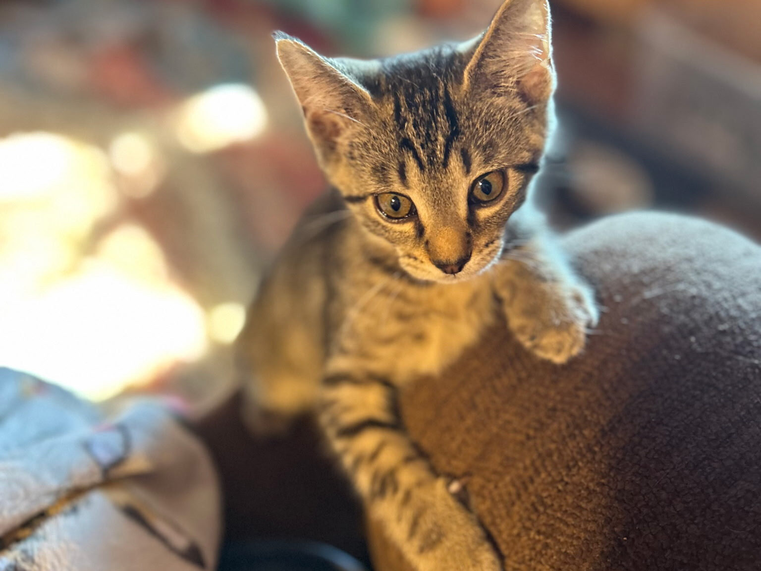 Cat of the Week: Otto