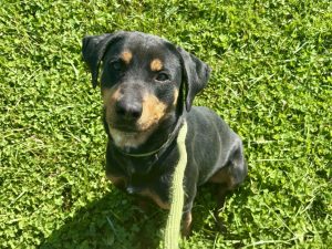 Dog of the Week: Bertha