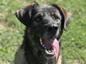 Dog of the Week: Chief