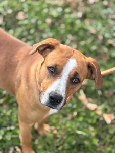 Dog of the Week: Charm