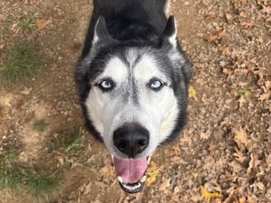 Dog of the Week: Walker