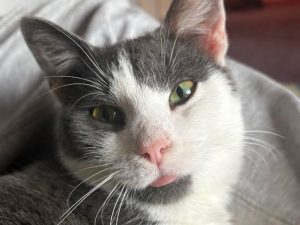 Cat of the Week: Kent