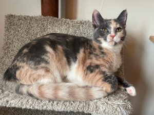 Cat of the Week: Gaia