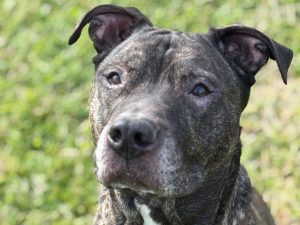 Dog of the Week: Cliff