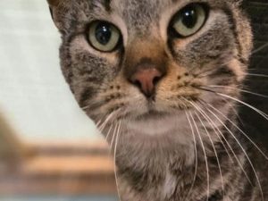 Cat of the Week: Finn