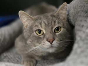 Cat of the Week: Officer McDonald