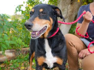 Dog of the Week: Elsa Marie