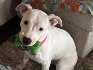 Dog of the Week: Polar