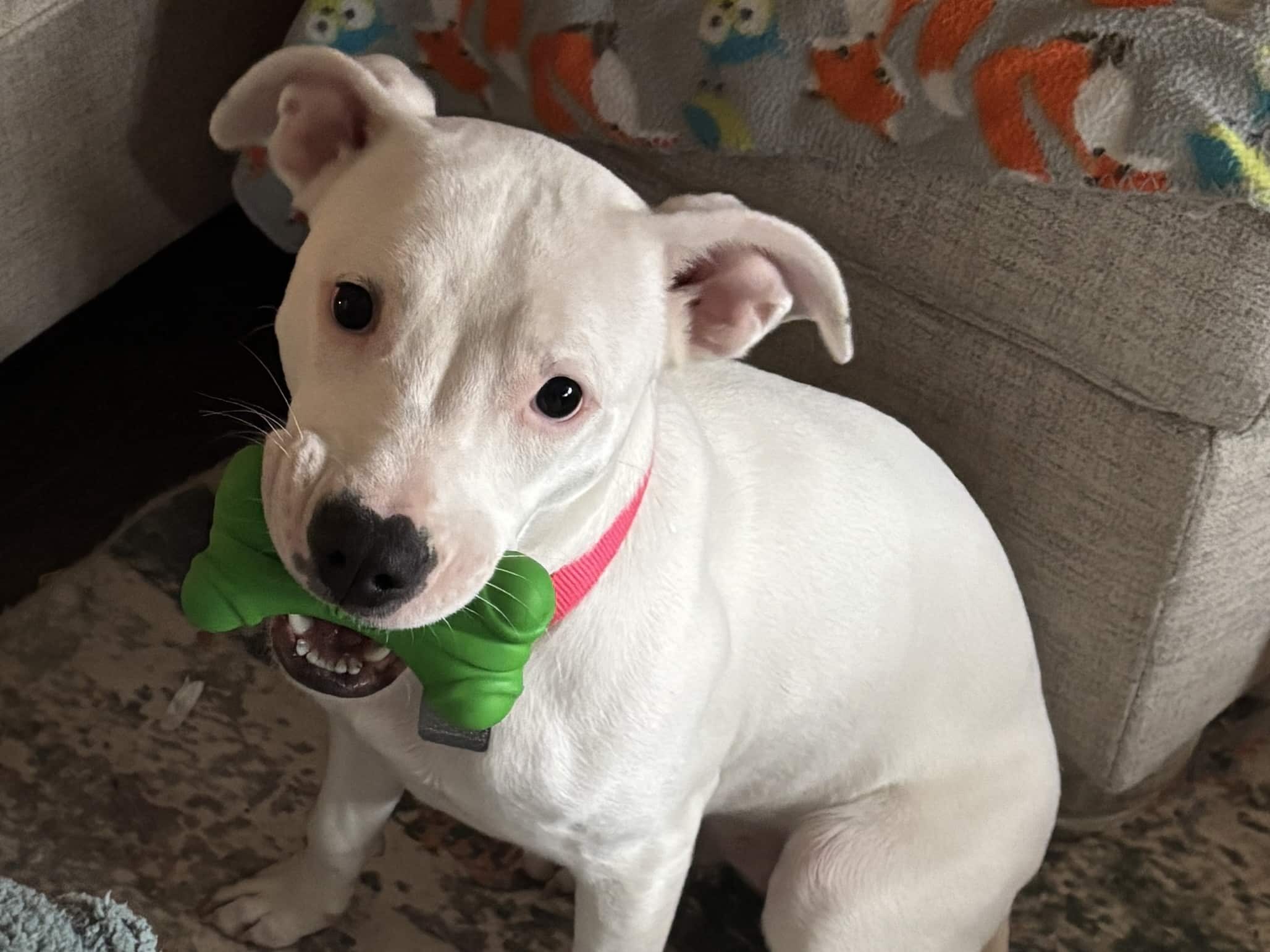 Dog of the Week: Polar