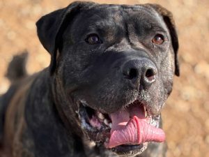 Dog of the Week: Beetle