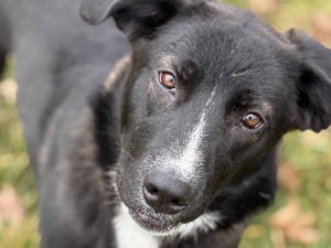 Dog of the Week: Prima