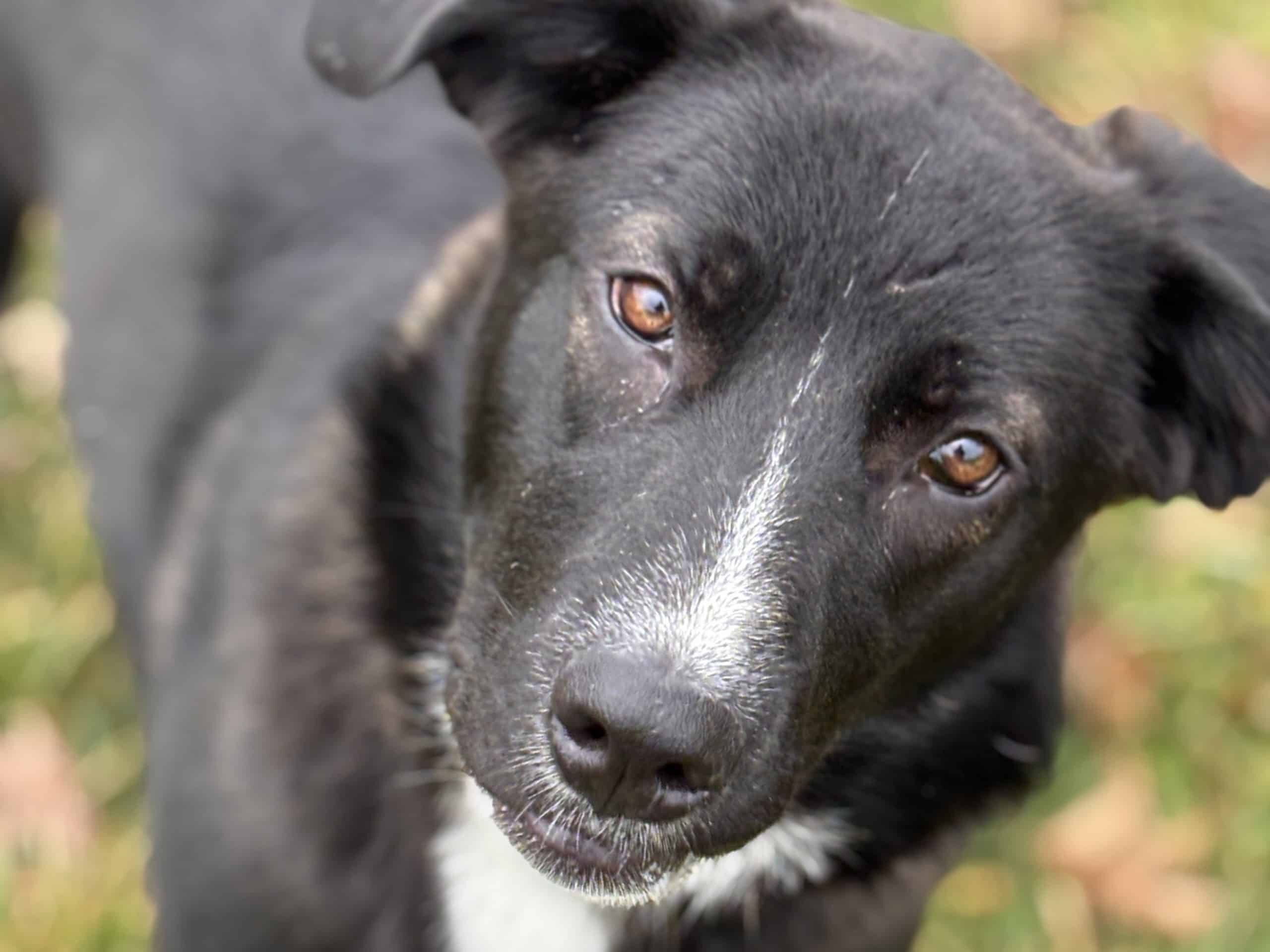 1-2-26, female australian shepherd mix, ~1yo, 50#, FOUND on Oakdale Rd, Glouster.
