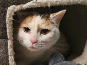 Cat of the Week: Sylvia Plath