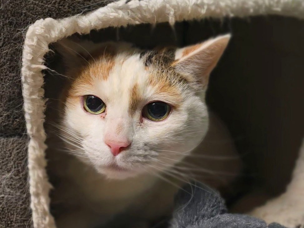 Cat of the Week: Sylvia Plath