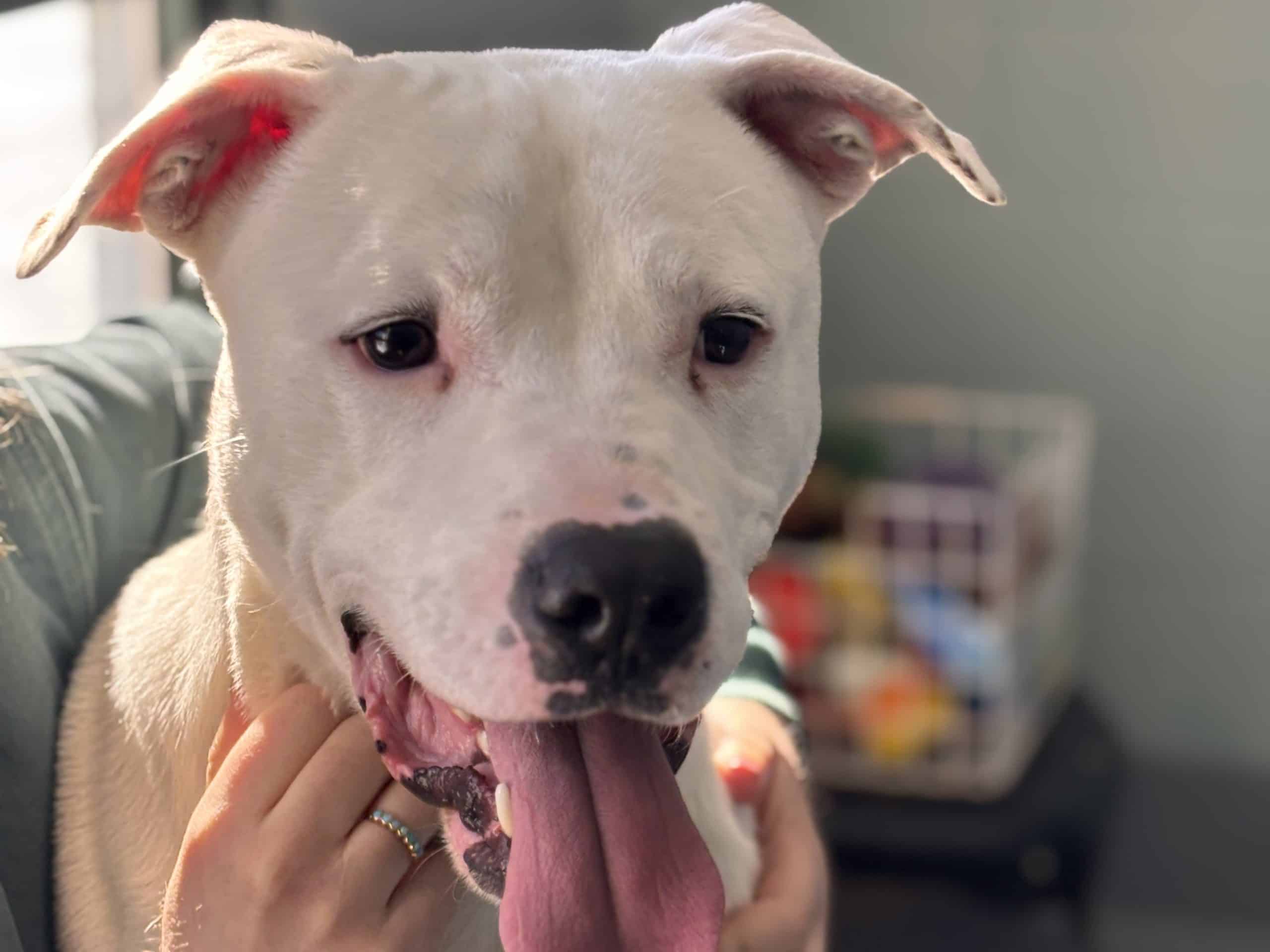 Dog of the Week: Milo