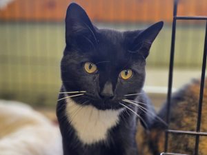 Cat of the week: Romeo