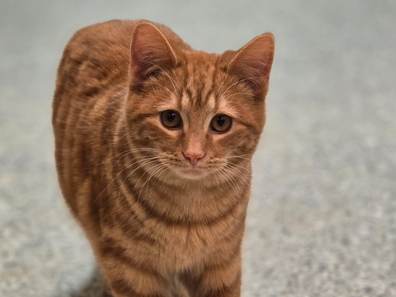 Cat of the Week: Cheyanne
